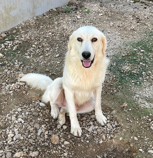 IL TENERO LUCKY Foto 4